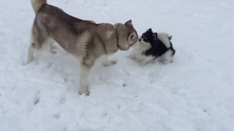 Best Bowtie Pomsky Love - Dog Fight )