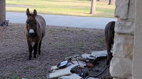 Donkeys out for a morning run!