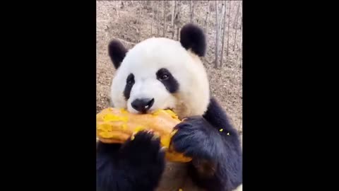 CUTEST BABY PETS