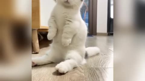 Funny cats, funny dogs, funny animals