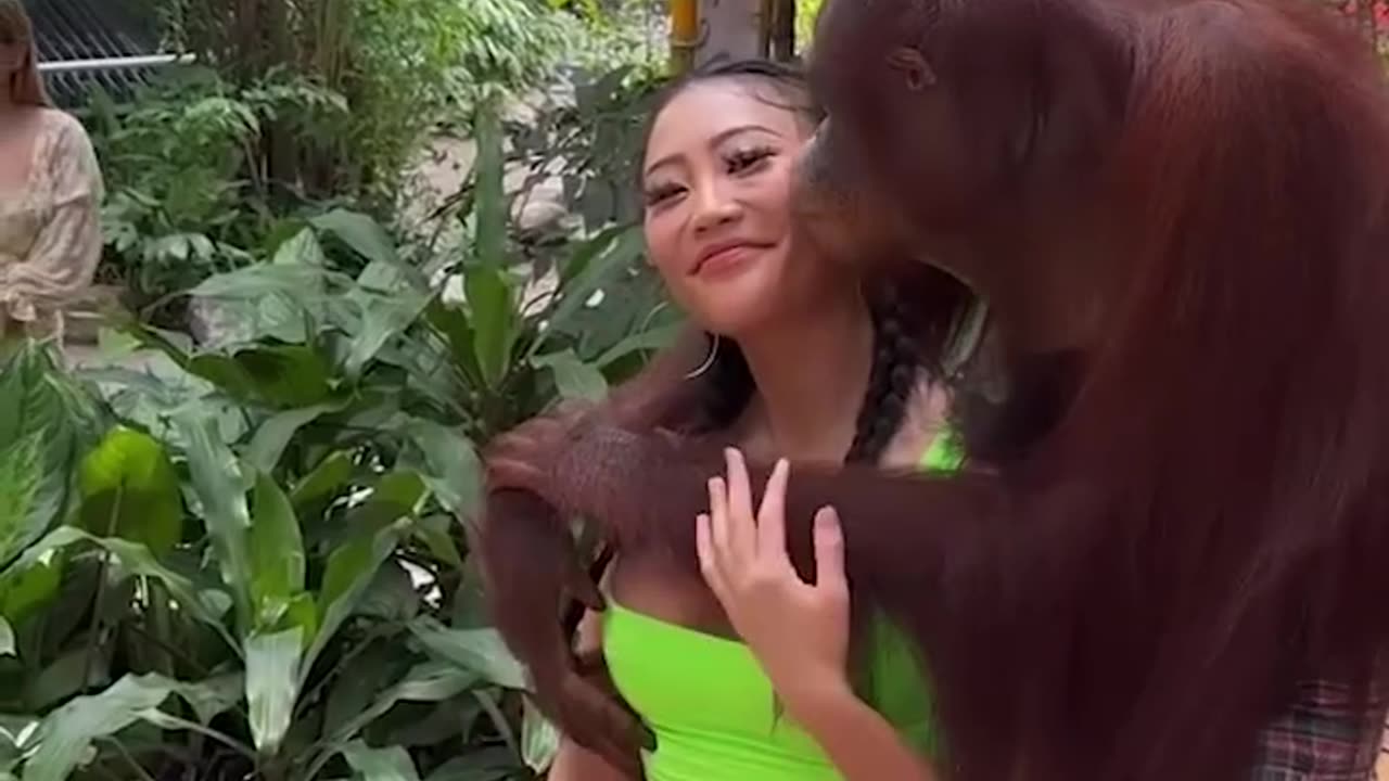 Handsy Orangutan Tries To Get More Than He's Allowed...