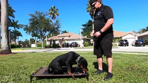 Rottweiler Puppy Day 1 of Training only 6 months old!