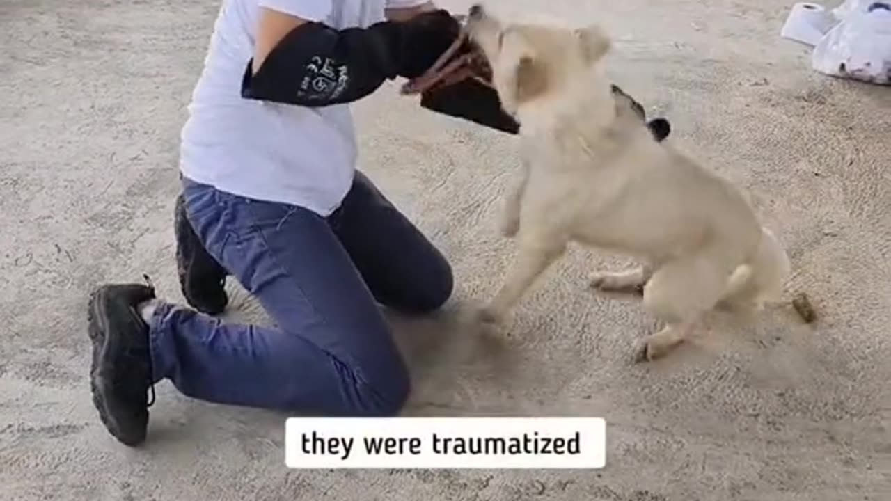Rescue traumatized dogs. Now they are loved