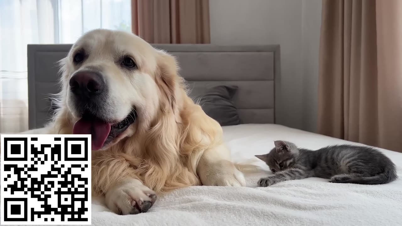 Golden Retriever Meets New Tiny Kitten for the First Time!