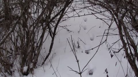 Backtracking a Big Buck in the Snow