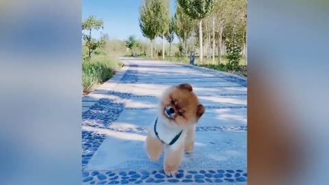 Best Of The Funny Moment between 🐕 and 🐈 Videos # Memes # Cat & Dog