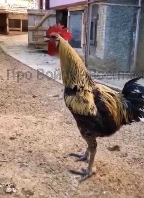 Absolutely The Most Ridiculous Rooster Ever!
