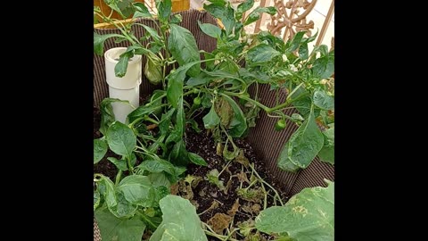 Sarge's Smoke Break #26: Garden Update November 2024