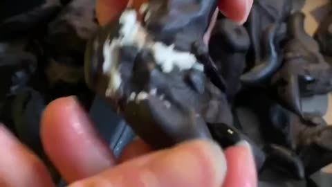 Buffalo Nuts