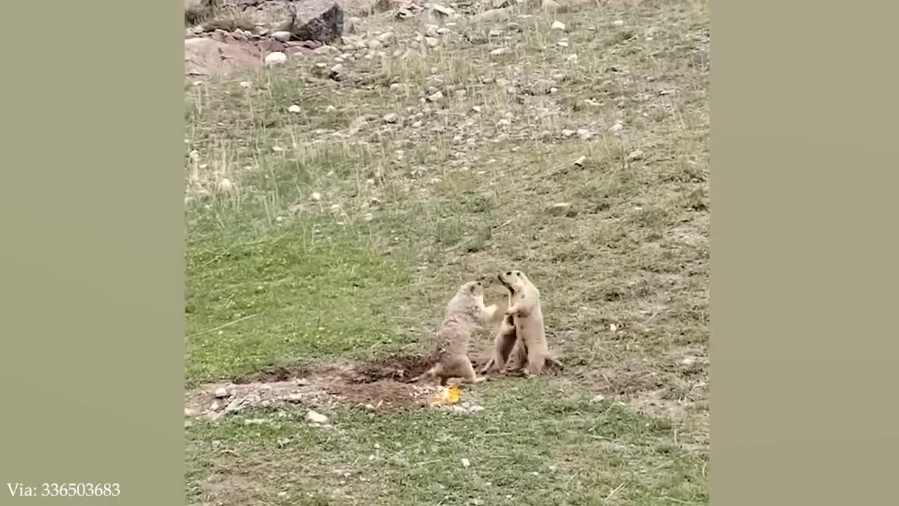 Funny ANIMAL Videos