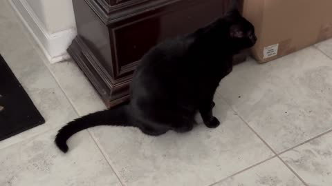 Cute Precious Piper Uses Her Tail as a Floor Windshield Wiper - Adopting a Cat from a Shelter Vlog