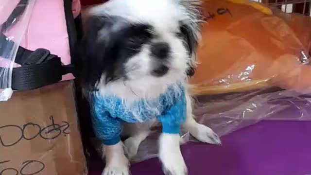 PATTAYA DOG GROOMING SALON & PET SHOP
