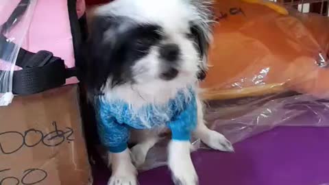 PATTAYA DOG GROOMING SALON & PET SHOP