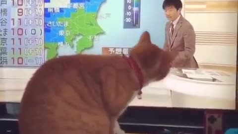 cute cat funny kitten videos | Funny Cat Videos |