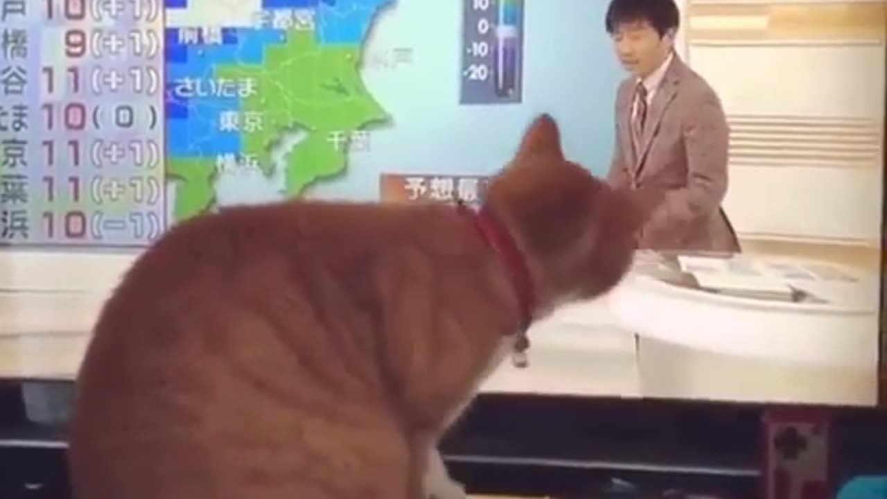 cute cat funny kitten videos | Funny Cat Videos |