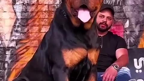 Top 3 my favourite dogs breed