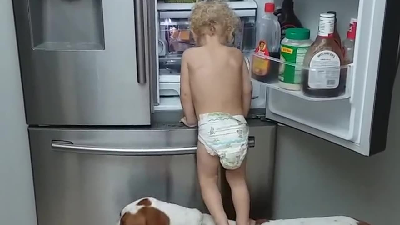 Dog Assists Toddler Raiding the Fridge