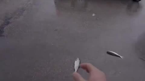 Raining fish?? 🤯