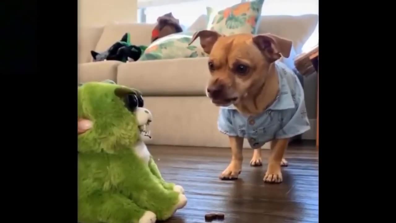 funny dog