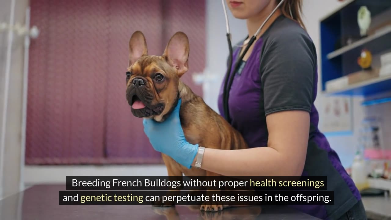 4 Reason why breeding French Bulldog can be dangerous