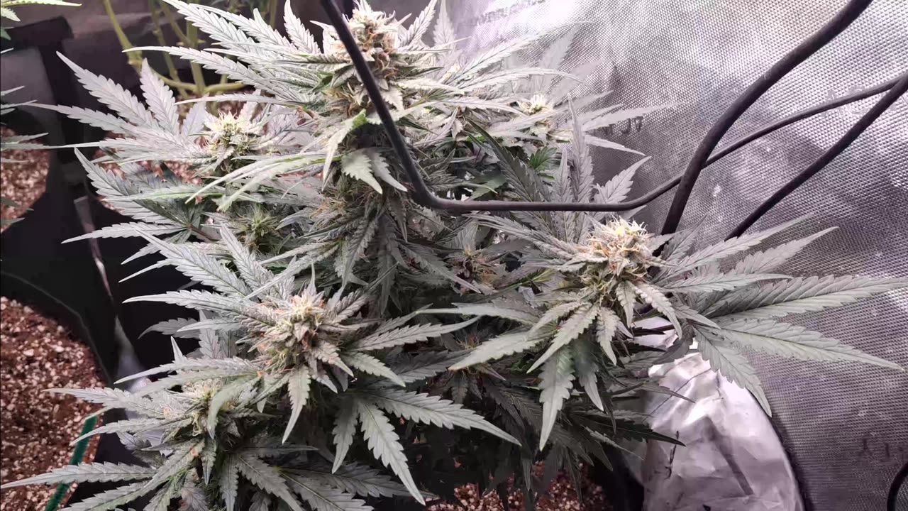 11/27 Thanksgiving Garden update: Royal Queen Seeds, Mephisto, Ethos Genetics