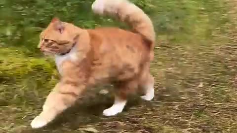 Cutest and Funniest Pets #117 – Cats and Dogs Steal the Show! 😹🐕#12
