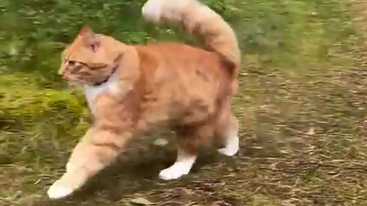 Cutest and Funniest Pets #117 – Cats and Dogs Steal the Show! 😹🐕#12