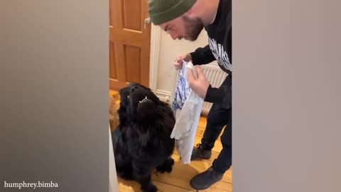funny cats