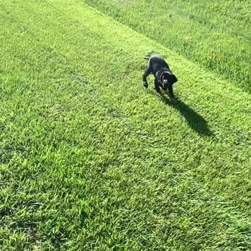 Title: Puppy Henny Tumbles