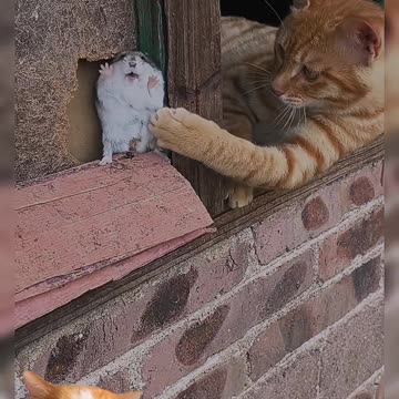 Funny cat playing mood 🤣😄