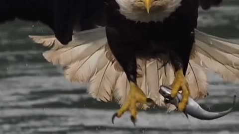 Amazing Bald Eagle HUNT | HQ