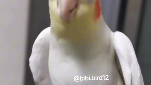 Bibi Song With Funny parrot 🐦