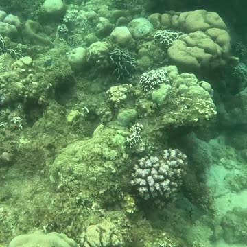 Finding A Beautiful Lionfish While Snorkeling