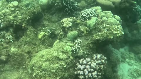 Finding A Beautiful Lionfish While Snorkeling