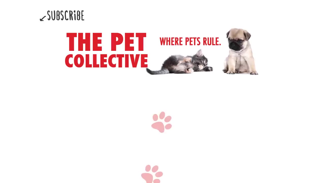 Pet Escape Artists _ Funny Pet Video Compilation _ The Pet Collective