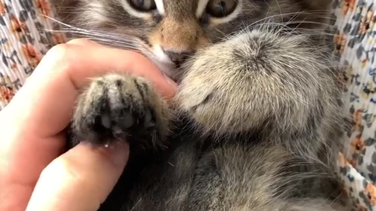 Cute Kitty relaxing