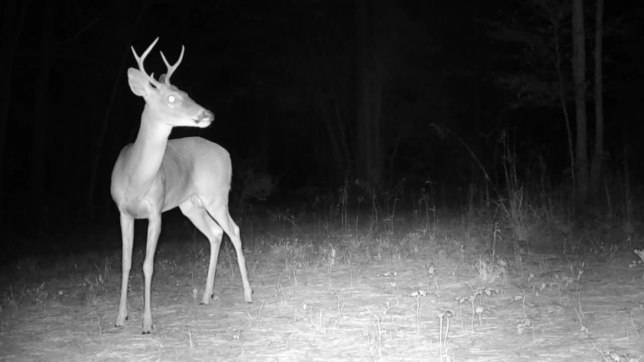 Grey Foxes, Fawn Nursing, and more ...