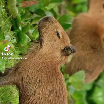 "CAPYBARA ON THE LOOSE!"