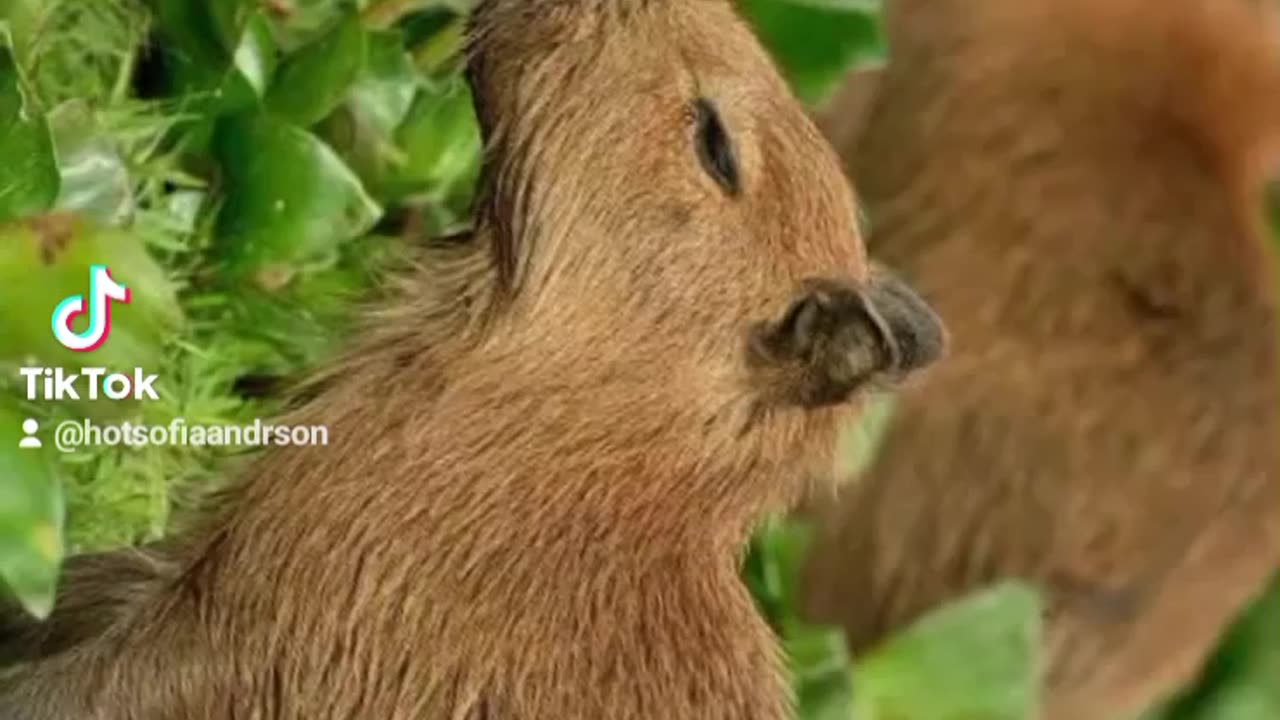 "CAPYBARA ON THE LOOSE!"