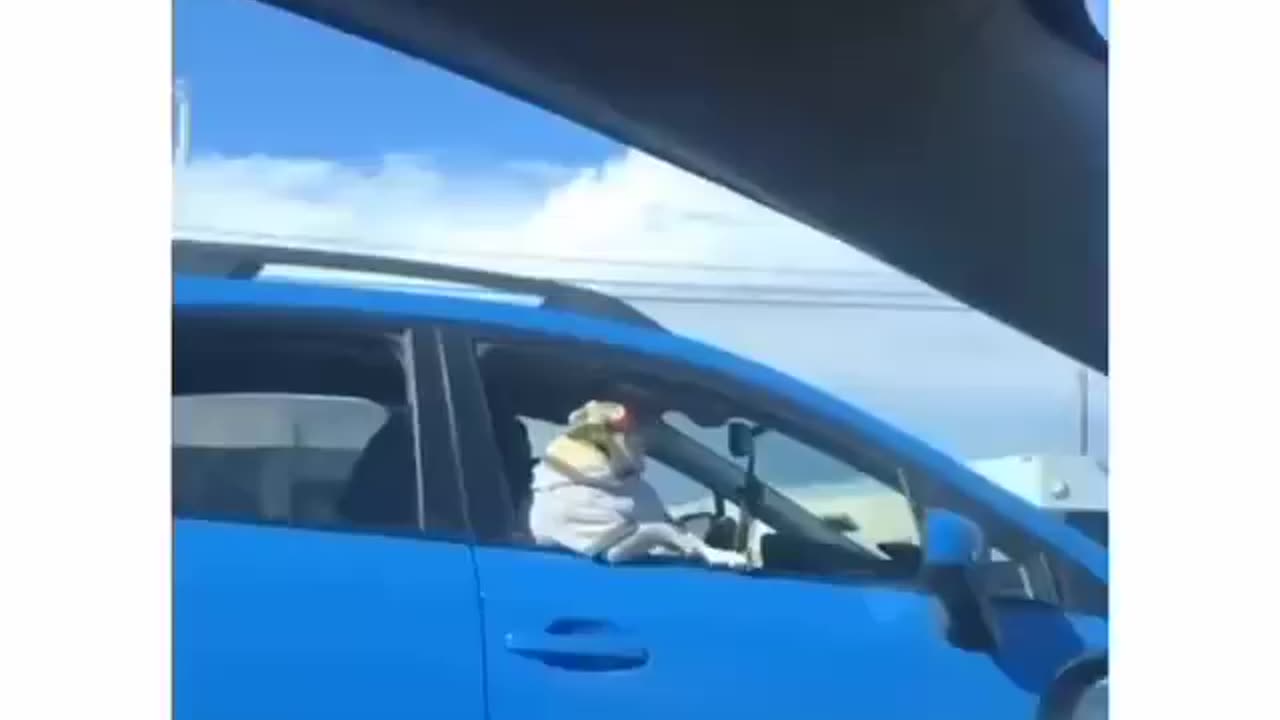 Funny animals 😂😂