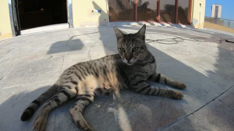 Homeless cat in Ras Al Khaimah, UAE: MICHAEL JACKSON #cat #cats #MichaelJackson #UAE #pets #pet #4u