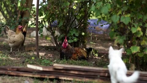 🌿🥗 From Garden to Table: Cooking Dinner for Builders