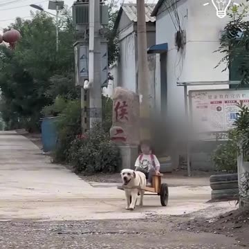 The adorable dog takes the girl home everyday from school.hd