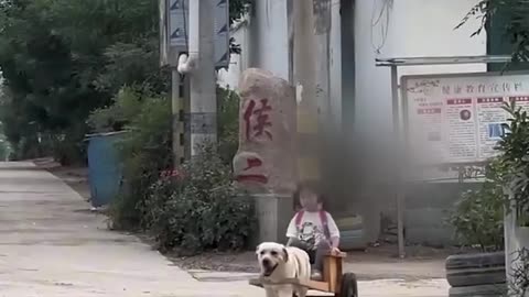 The adorable dog takes the girl home everyday from school.hd