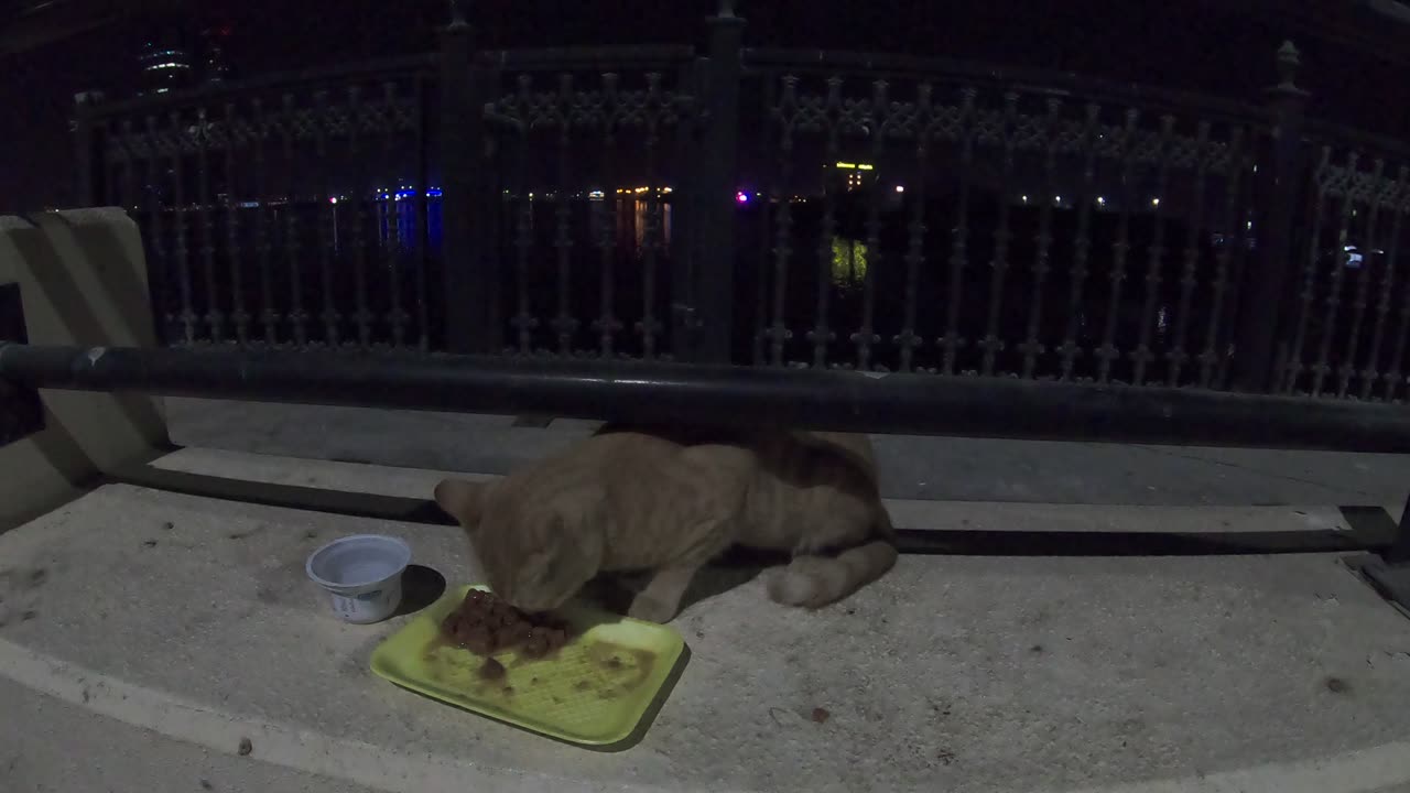 ED SHEERAN - Homeless cat in Ras Al Khaimah, UAE #cat #cats #EdSheeran #emirates #rak #ae #UAE #food