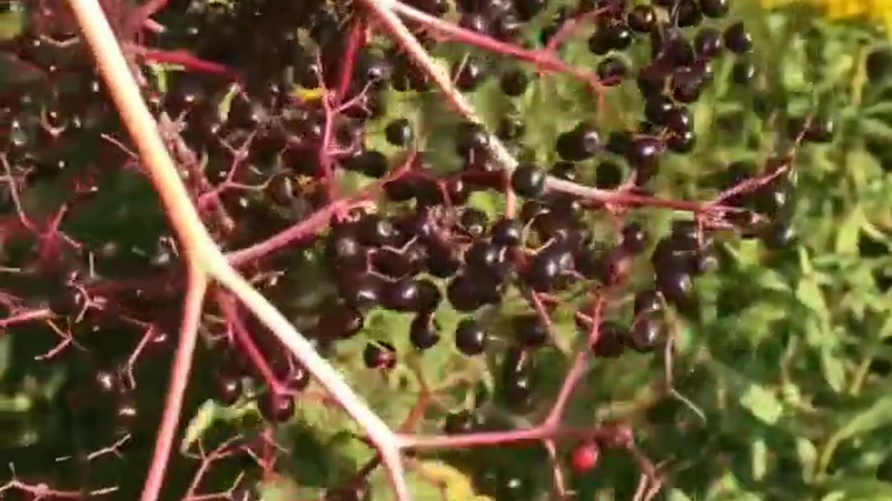 Have you ever tried to make elderberry syrup? ⏺