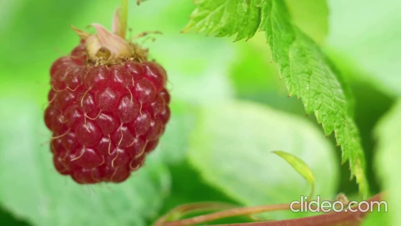 This video showcases 7 different types of berries