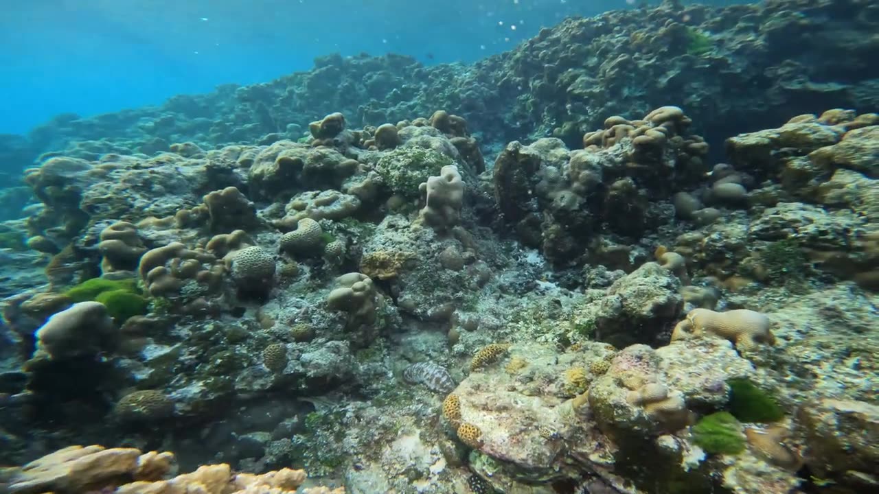 Tristin & Maya Dives in the CNMI