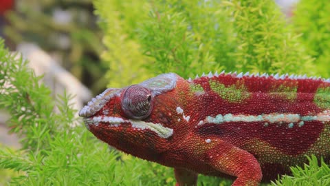 Chameleon 4K