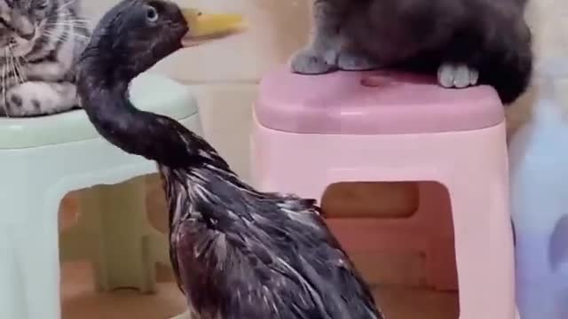 What’s wrong with you duck !